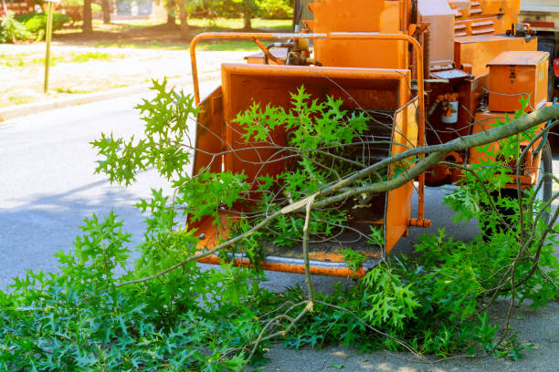 Tree Removal for Businesses in Crystal City, MO